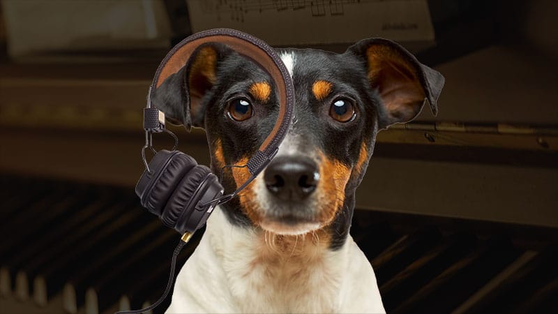 Why classical music is important to dogs